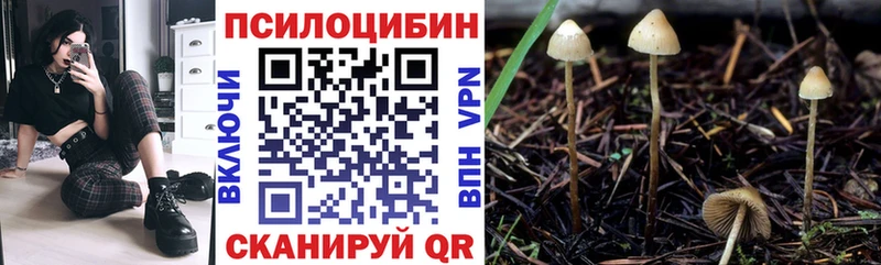 где купить   Рославль  площадка клад  Псилоцибиновые грибы мицелий 
